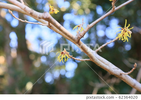 金縷梅花 62364020