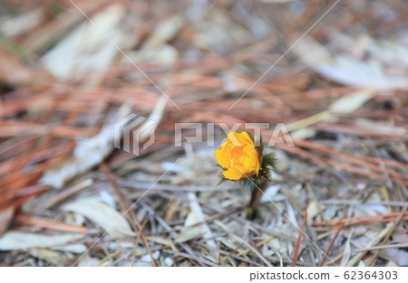 福壽花 福壽花 62364303