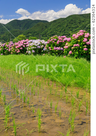 稻田和繡球圖像 稻田和繡球圖像 62364314