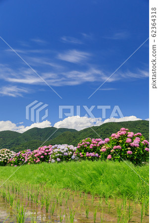 Paddy field and hydrangea image Paddy field and hydrangea image 62364318