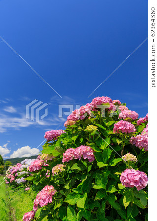 Midsummer hydrangea image 62364360