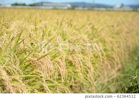 Sasanishiki 62364512