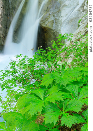 Yamanashi_Nishizawa Valley of fresh green 62364785