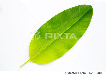 Heliconia leaf on white background. Heliconia leaf on white background. 62365009