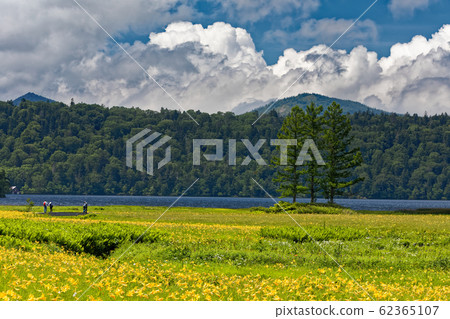 夏天的大瀨/大江濕地，日光莎草盛開 62365107