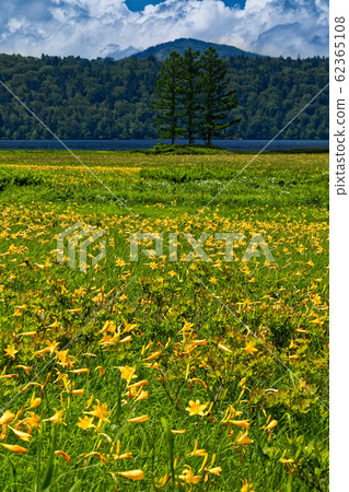 夏天的大瀨/大江濕地，日光莎草盛開 62365108