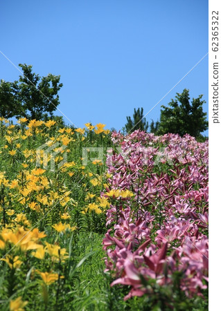 大阪舞島百合花園 大阪舞島百合花園 62365322