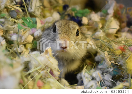 洞穴中的1個Richardson地鬆鼠 洞穴中的1個Richardson地鬆鼠 62365334