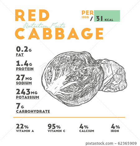 Nutrition of red cabbage, hand draw sketch vector. 62365909