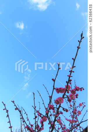 Blue sky and plum blossoms 62366438