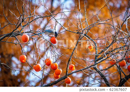 Meal time of water cutlet 62367607