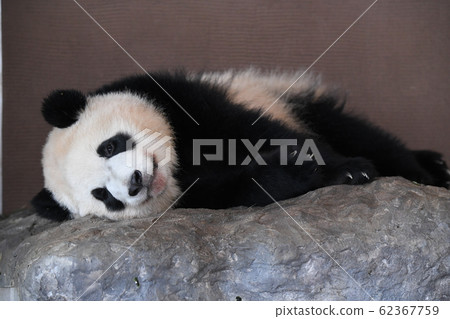 Small panda 62367759