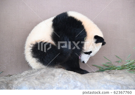 Small panda 62367760