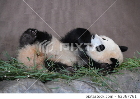 Small panda 62367761