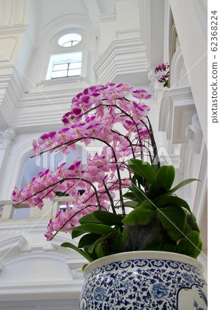 Taiwan Phalaenopsis 62368224