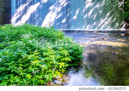 大山北谷澤鮮綠色 62368255