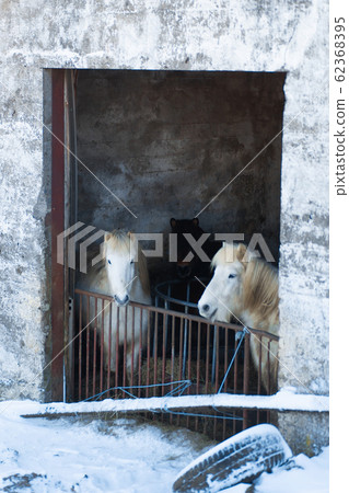 Horse farm in iceland in winter. a Horse farm in iceland in winter. a 62368395