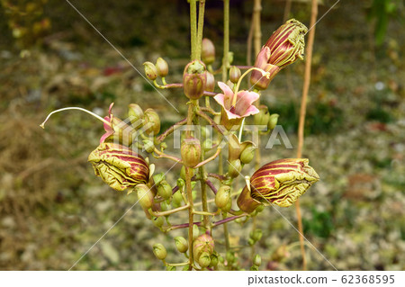 Flower of Sausage tree or Kigelia Africana 62368595