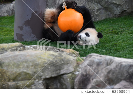 Small panda Small panda 62368964
