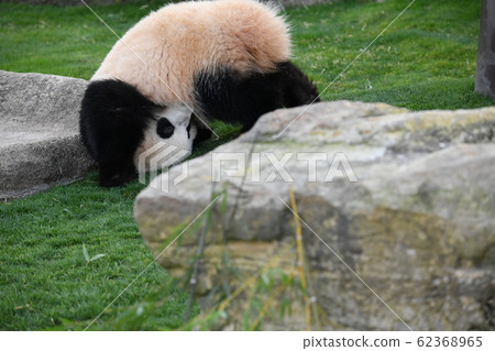Small panda Small panda 62368965