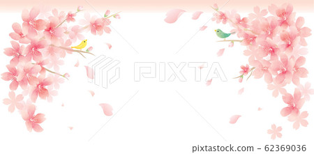 春天櫻花背景 62369036
