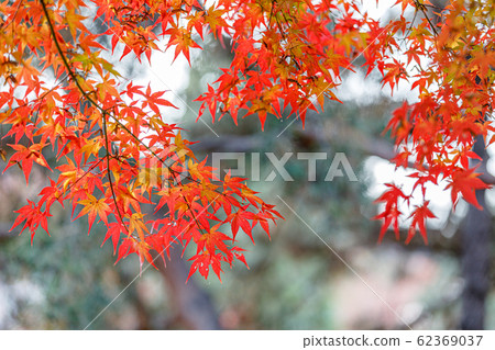 Colorful autumn leaves 62369037