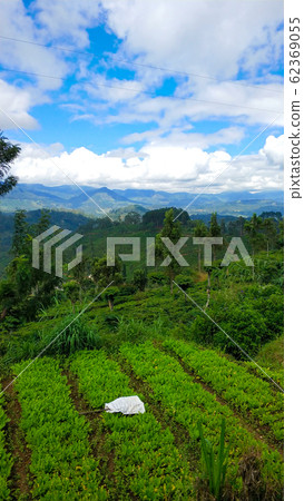 Green field plantation in the jungle of Sri Lanka Green field plantation in the jungle of Sri Lanka 62369055