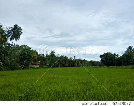 Green field in the jungle of Sri Lanka Green field in the jungle of Sri Lanka 62369057