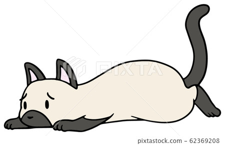 Illustration of a fallen cat (siamese) _ troubled face 62369208