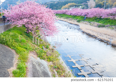 [靜岡河津町]河津櫻花盛開，自然風光 62370201