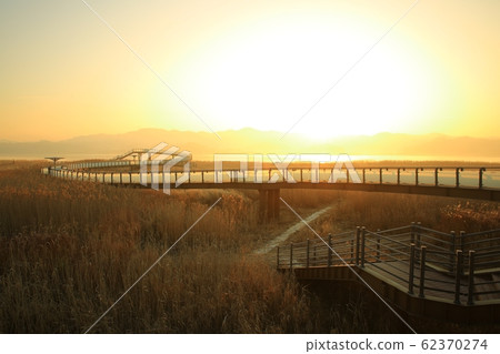 Reed Field Landscape, Sunrise Landscape Reed Field Landscape, Sunrise Landscape 62370274