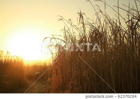 Reed Field Landscape, Sunrise Landscape Reed Field Landscape, Sunrise Landscape 62370284