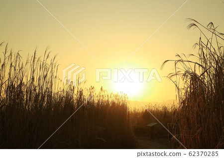 蘆葦場景觀,日出景觀 蘆葦場景觀,日出景觀 62370285