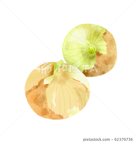 蔬菜新洋蔥 62370736