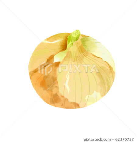 1個新蔬菜洋蔥,水彩風格 1個新蔬菜洋蔥,水彩風格 62370737