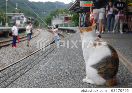 Cats in the back Cats in the back 62370795