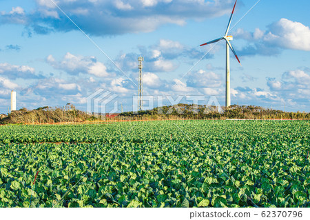 [Choshi, Chiba] Landscape of cabbage field and windmill 62370796