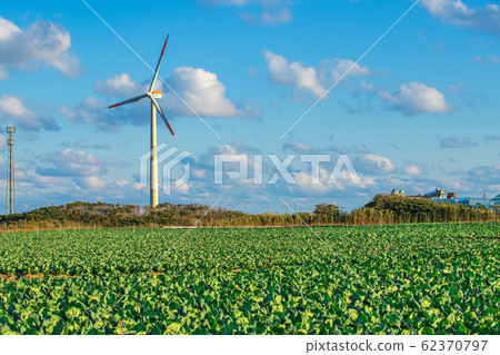 [Choshi, Chiba] Landscape of cabbage field and windmill 62370797