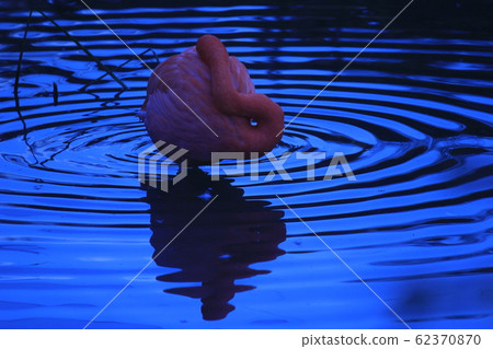 Flamingo at Higashiyama zoo 62370870