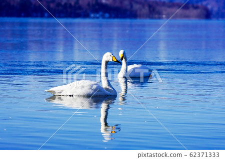 兩隻Who天鵝@“屈斜路湖” 62371333