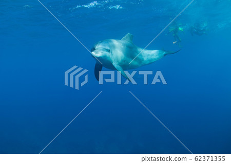 海豚 海豚 62371355