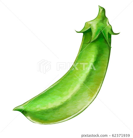 Illustration Of Snap Peas Snack Peas Stock Illustration 62371939 Pixta