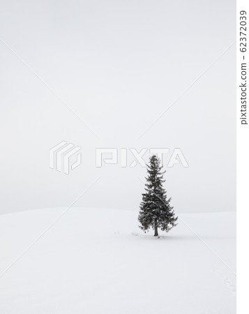 Winter Biei Christmas Tree Tree 62372039