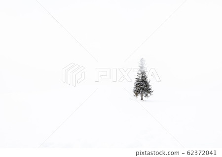Winter Biei Christmas Tree Tree Winter Biei Christmas Tree Tree 62372041