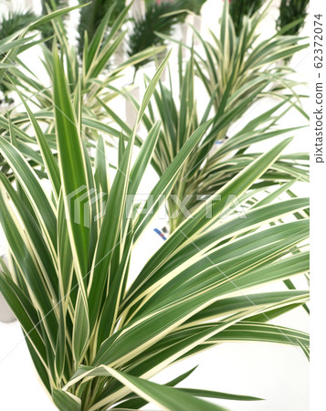 桔梗運行 桔梗運行 62372074