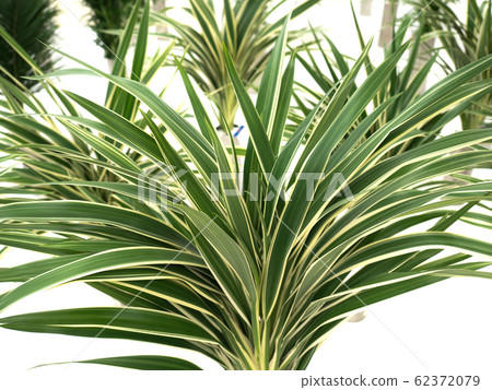 桔梗運行 62372079