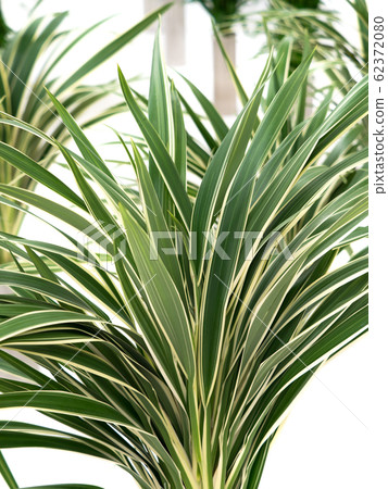 桔梗運行 62372080