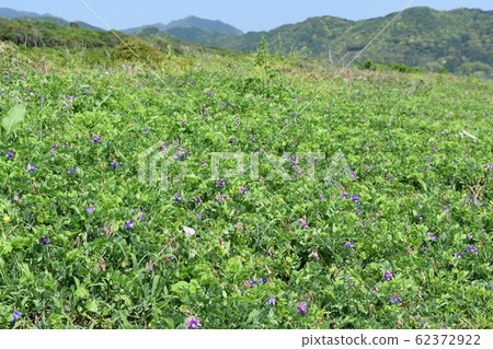 Hama Endo Hama Endo 62372922