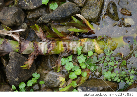 虹膜根莖和芽 虹膜根莖和芽 62373085