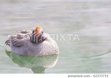 Cogamo Cogamo 62373733